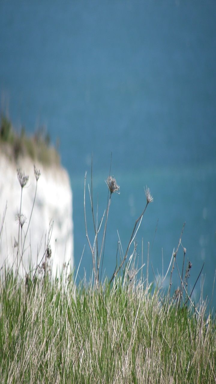 A coastal landscape with grass and seaweed in the foreground and a cliff in the background.