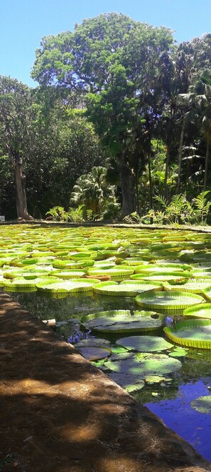 Property grounds - Villa In own Grounds 4/5 minutes walk from one of the best beaches in Mauritius. (Pereybere)