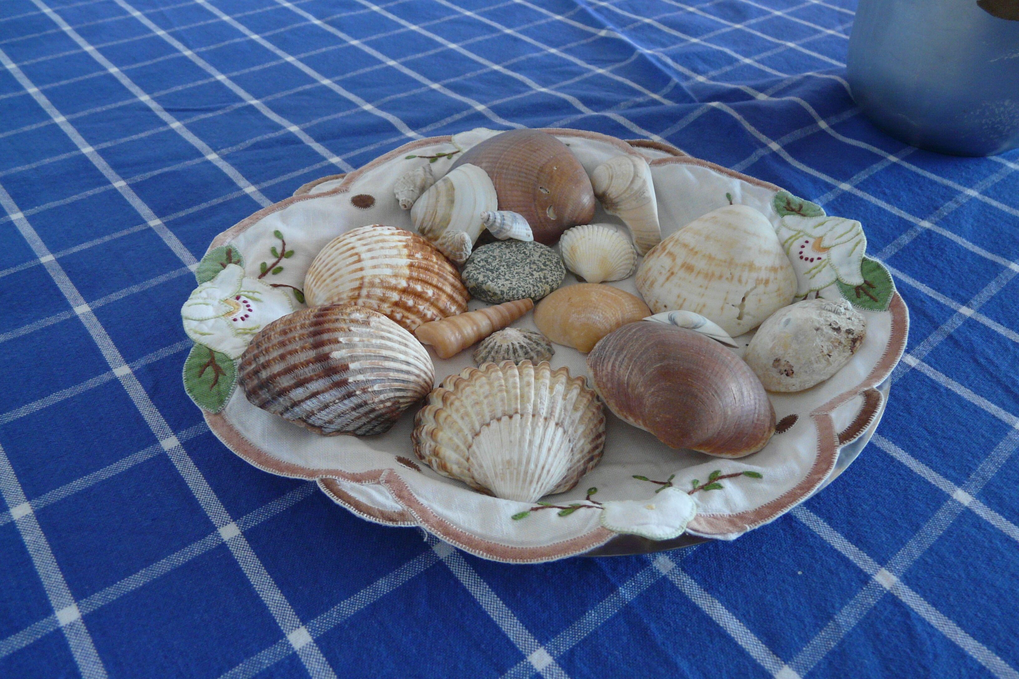 A plate of various seashells on a blue checkered tablecloth.