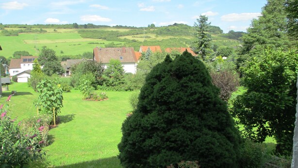 A lush green garden with a variety of plants and a large coniferous tree. - Apartment right on the forest in a quiet, secluded location in the heart of the Vulkaneifel (Gerolstein)