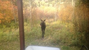 A moose in a wooded area with a table and chairs in the foreground. - Nestle into the peace and quiet of the Aspens (Wilson)