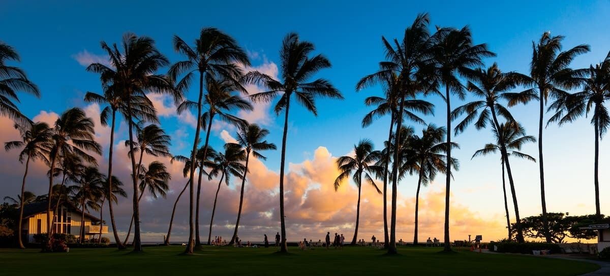 A row of tall palm trees against a sunset sky.