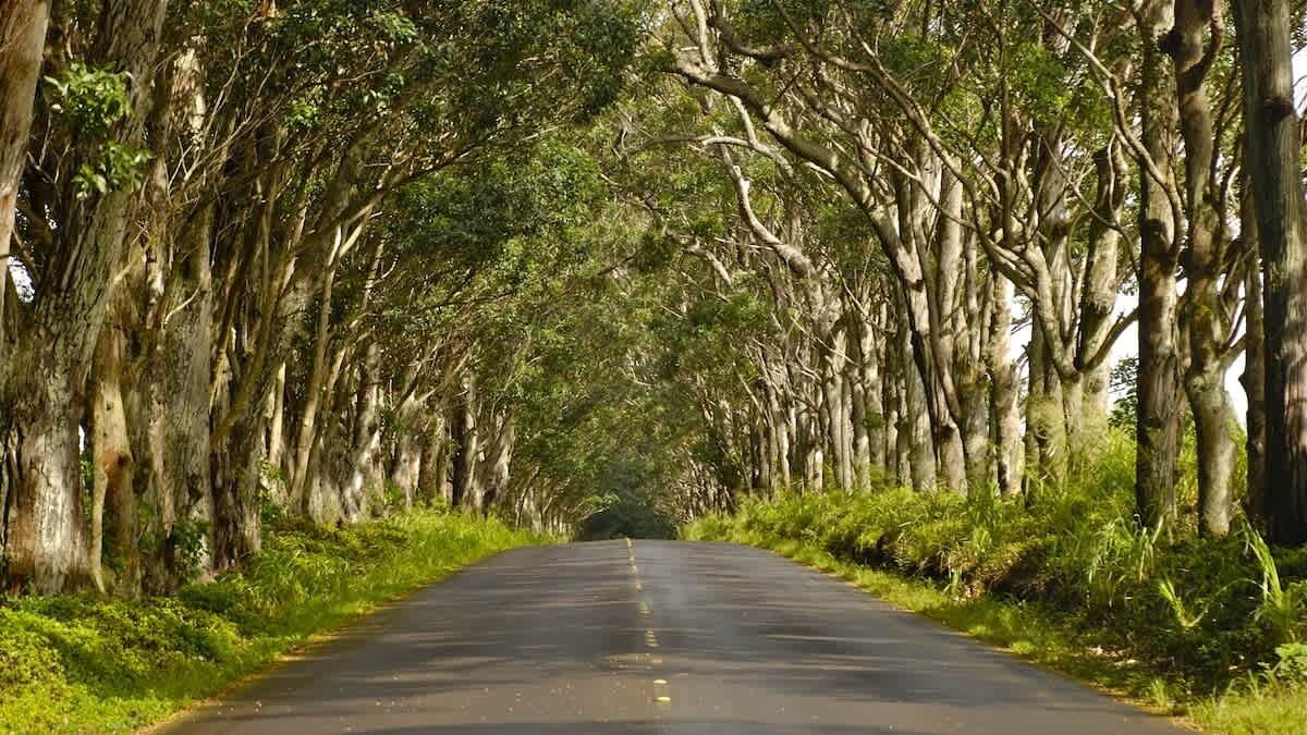 A road flanked by tall trees with dense foliage.
