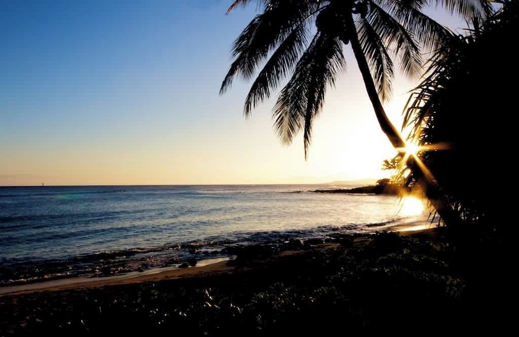 Escena de playa con una palmera y el sol poniéndose sobre el océano.