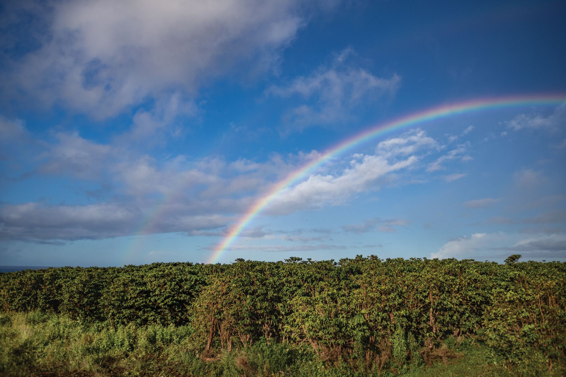 A landscape with a rainbow arching over a dense forest.