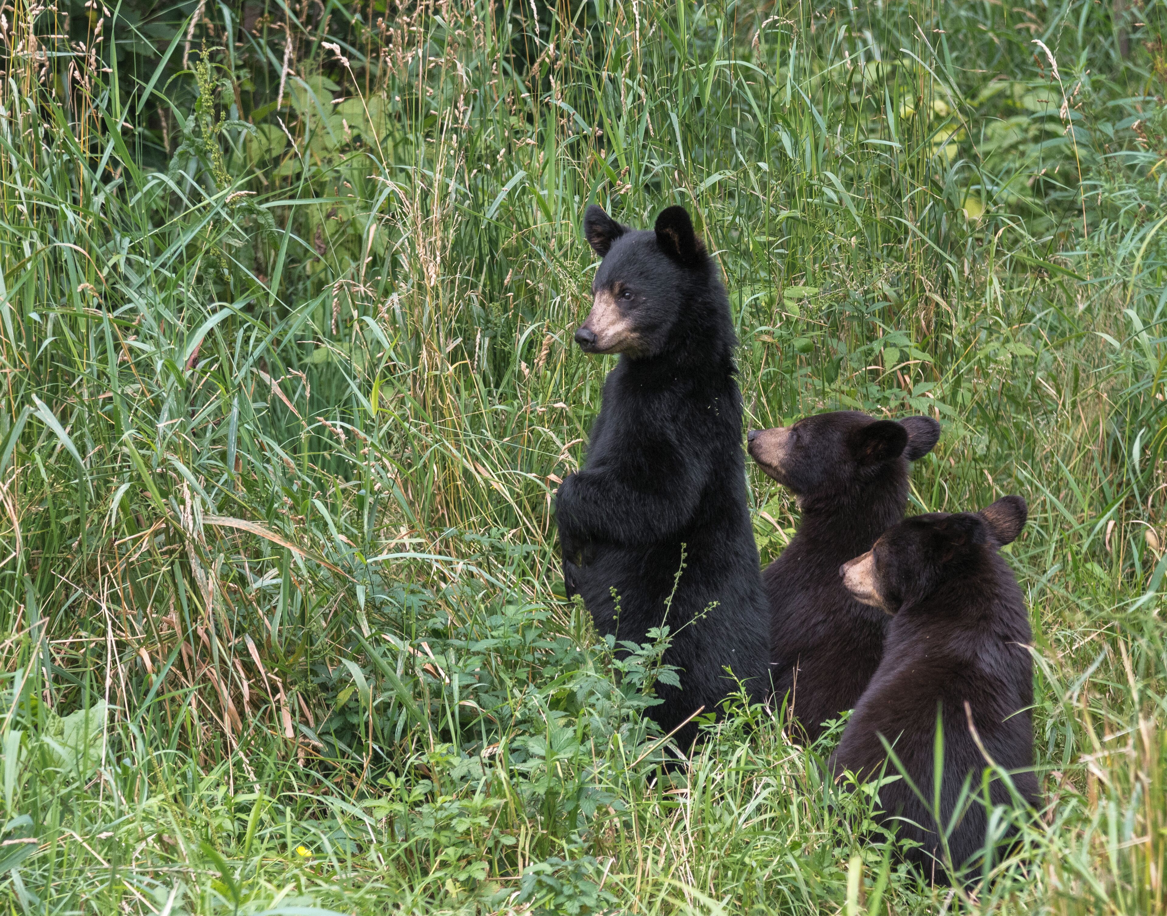 Tres osos en una zona con hierba.