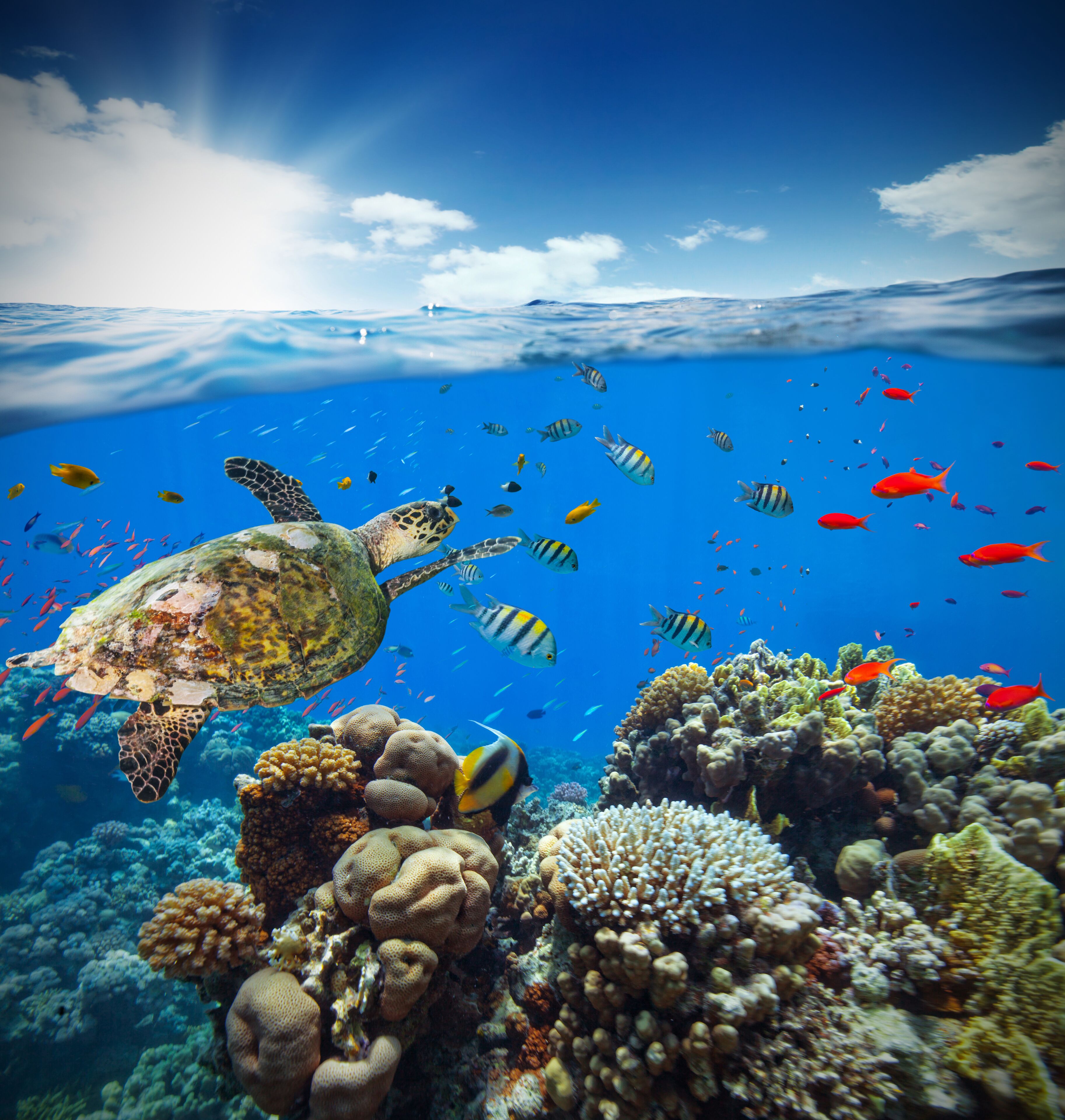 A sea turtle swimming near a coral reef with various fish.
