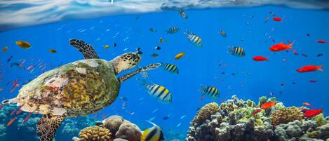 A sea turtle swimming near a coral reef with various fish.
