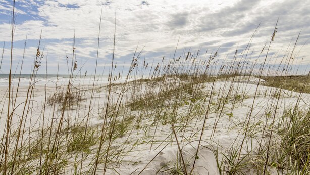 Ein Strand mit Dünen und spärlicher Vegetation.