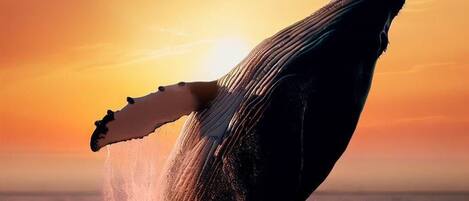 Uma baleia saltando com uma mão humana estendida, ao pôr do sol sobre o oceano.