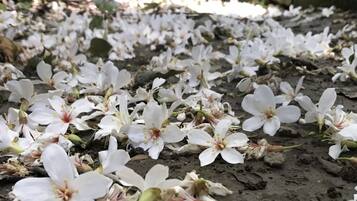 Un sol recouvert de fleurs blanches, peut-être des fleurs de cerisier, dans un environnement naturel.
