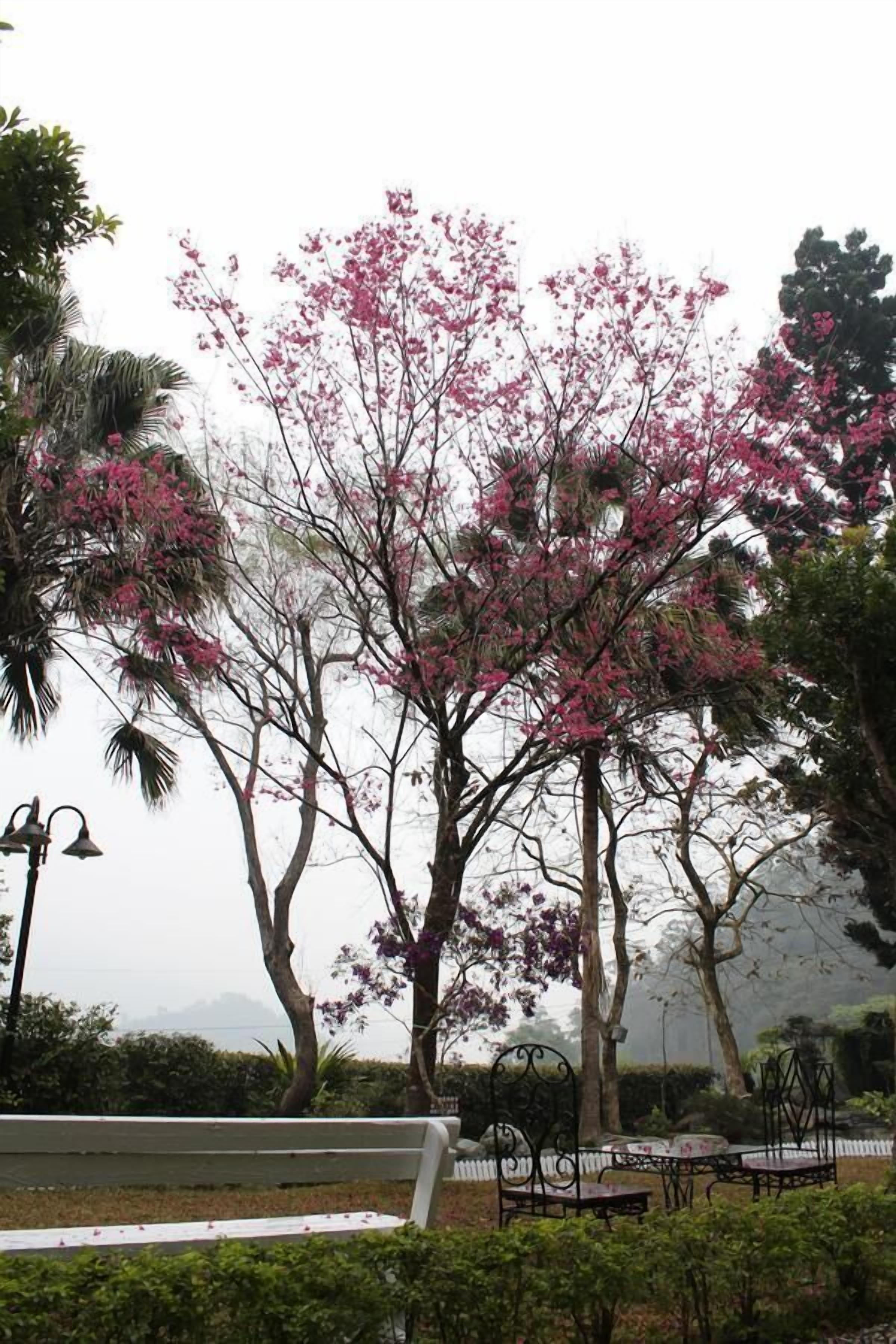 Un parque con un banco y una mesa, rodeado de árboles con flores rosadas.