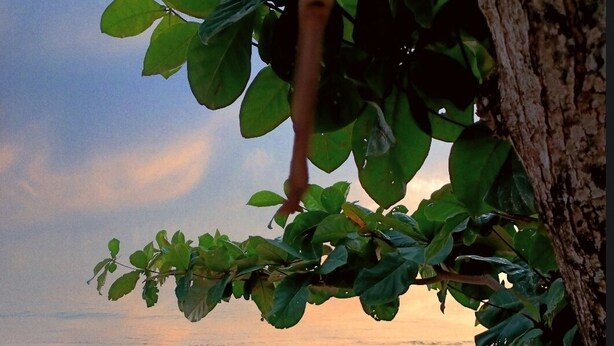 Une plage avec un tronc d’arbre et un feuillage verdoyant au premier plan, et une mer calme en arrière-plan.