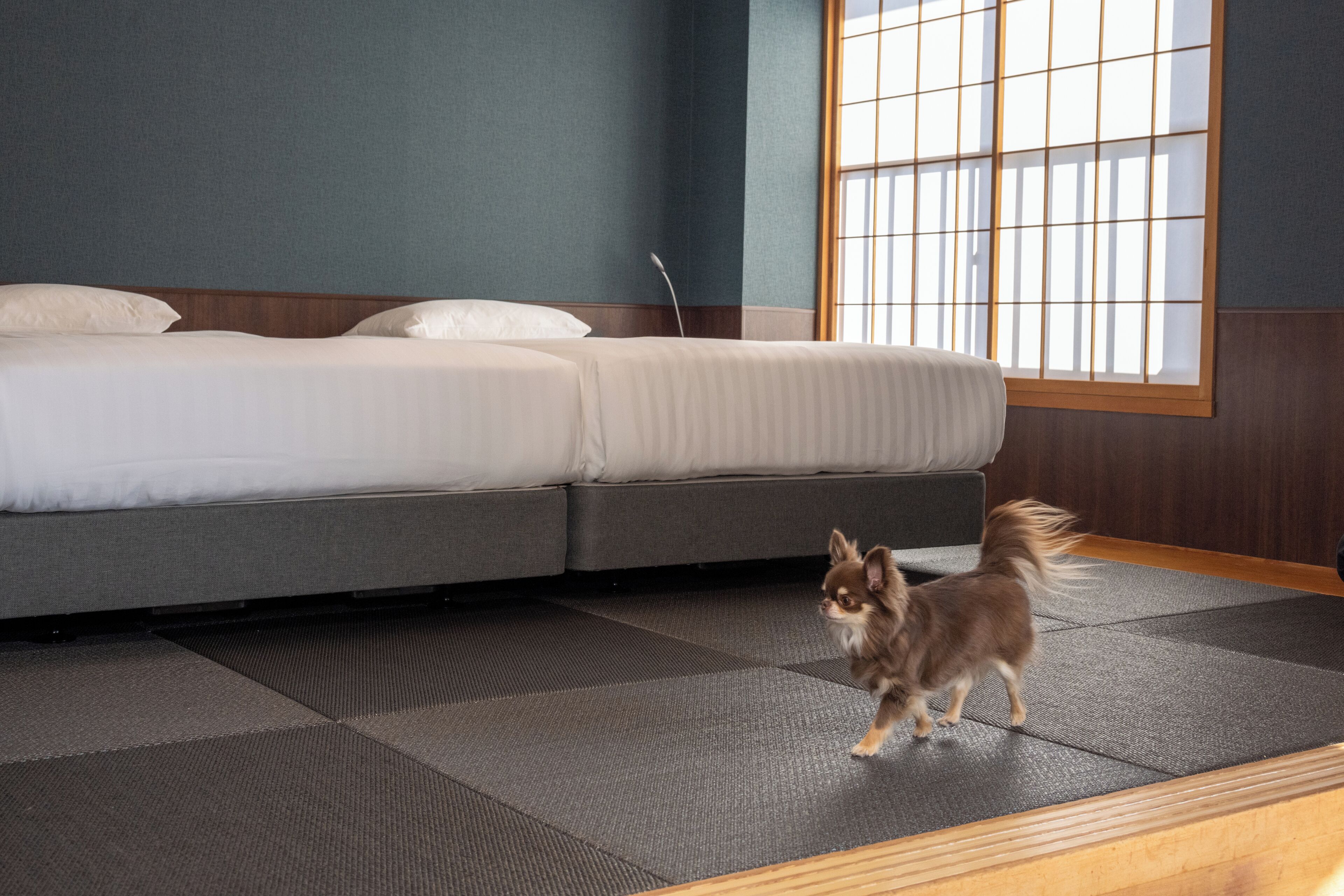 A hotel room with a bed, a small dog, and a large window.