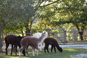 A group of alpacas grazing in a fenced outdoor area with trees and a wooden fence in the background.