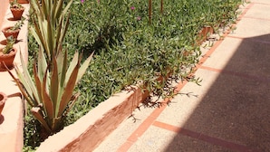 A courtyard with a variety of plants, a palm tree, and a staircase leading to a building with a blue door. - Daribis (Sidi Ouassay)