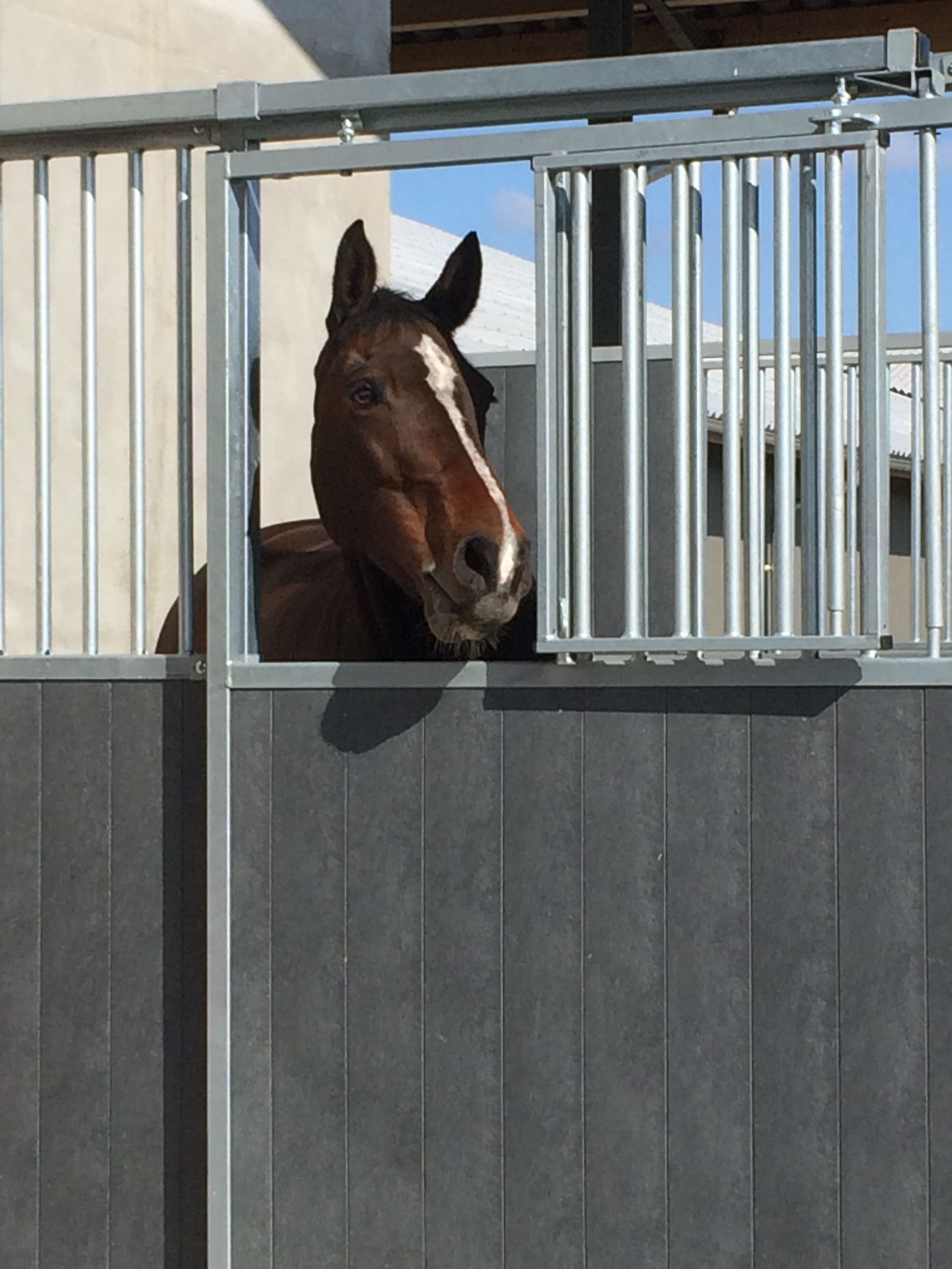 A horse inside a stable with metal bars.