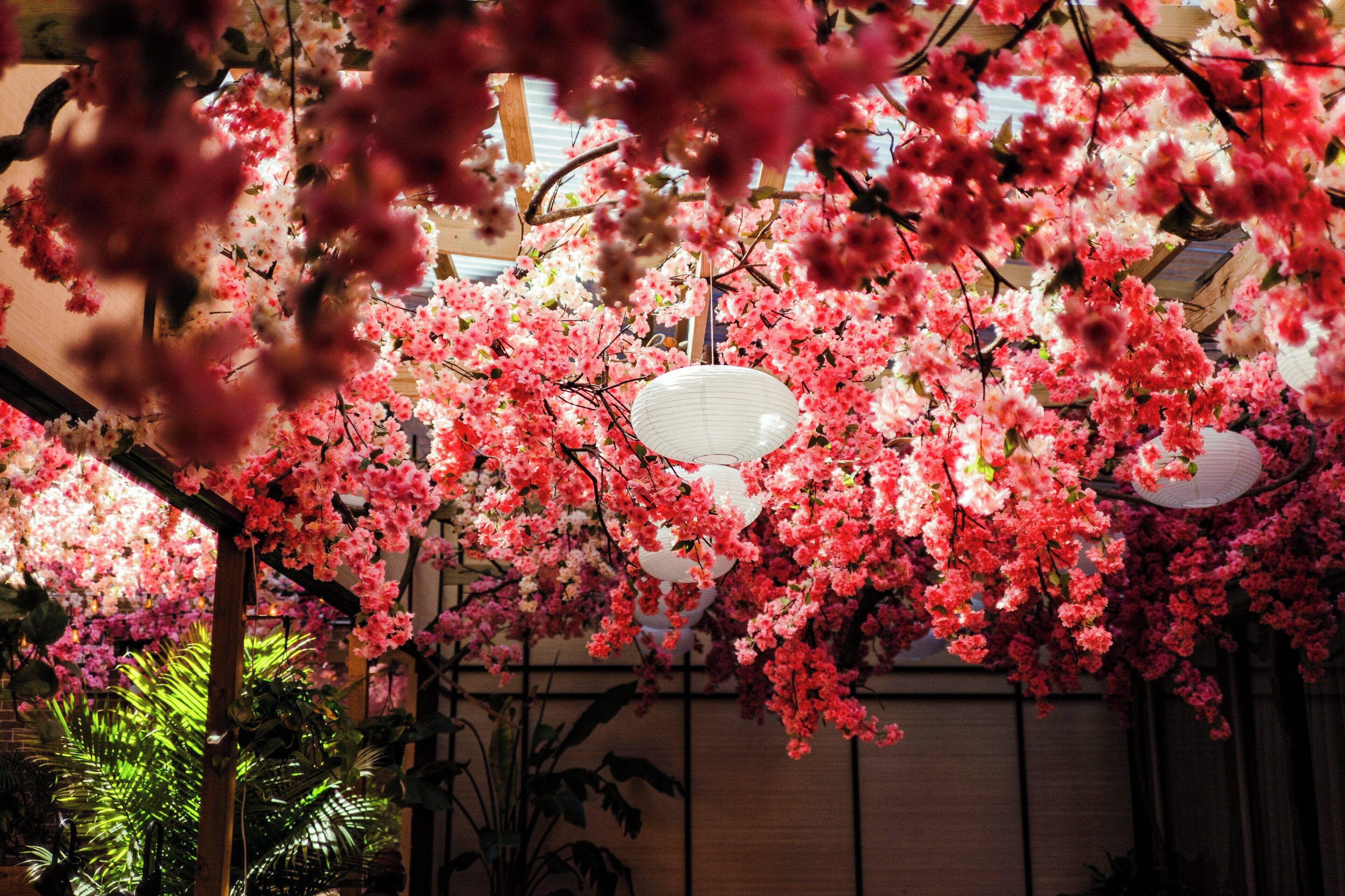 Une pièce décorée de fleurs de cerisier et illuminée de lanternes suspendues.