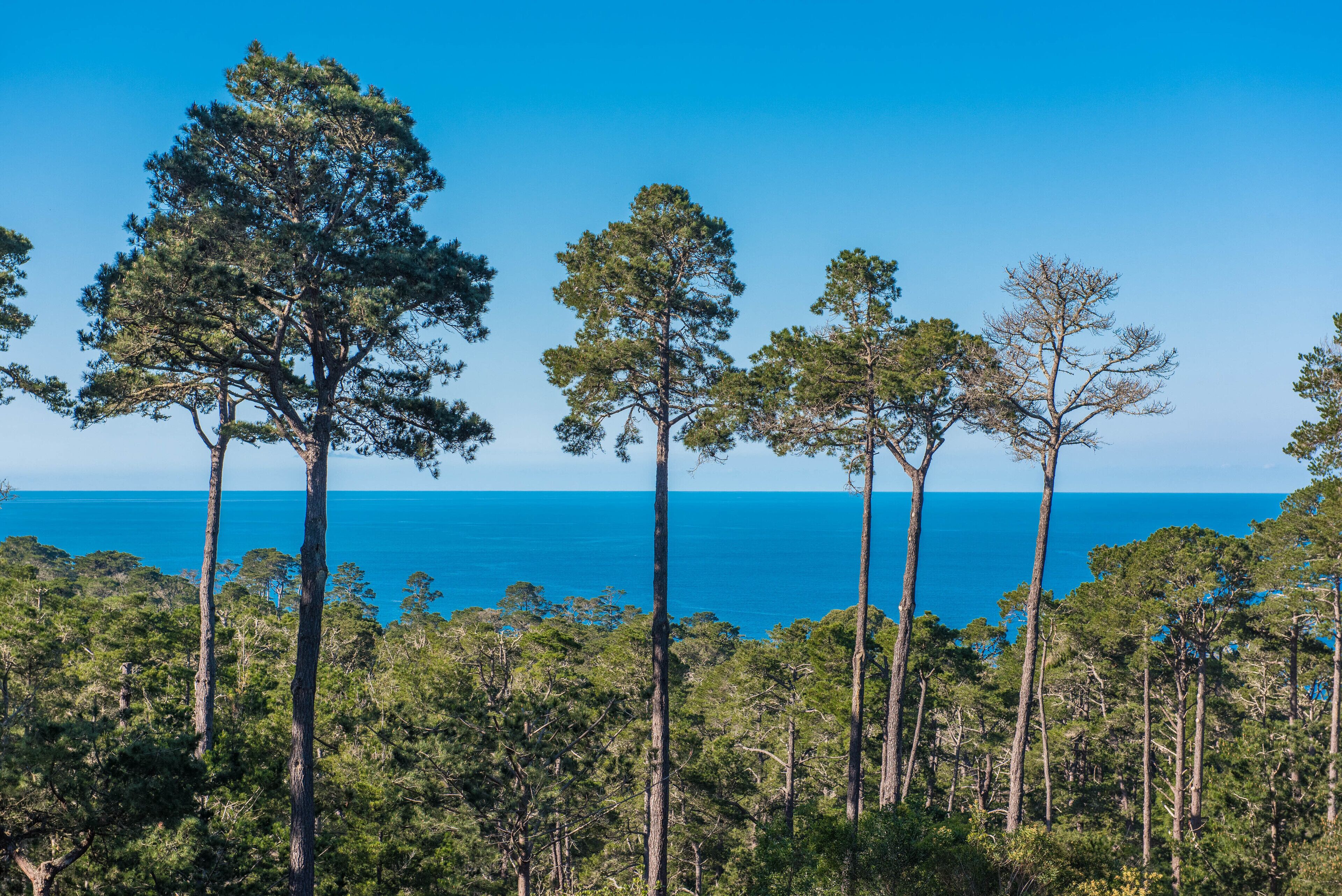 Una foresta costiera con alti pini e una vista aperta sull'oceano.