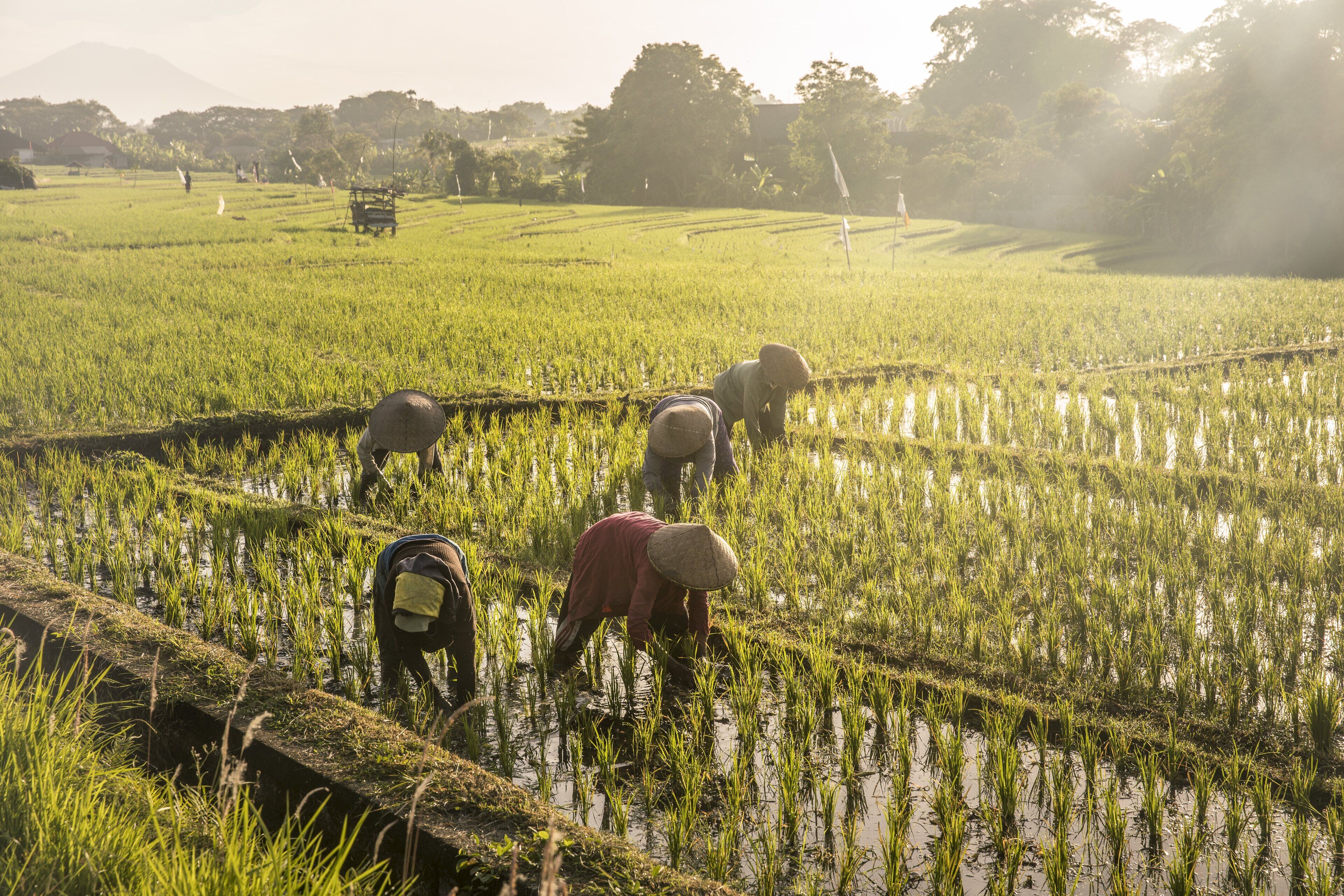 A rice paddy field with workers tending to the crops.