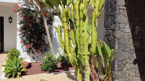 A cactus plant in a garden area with a white wall and stone pillar in the background. -  "A true haven"  spacious Apartment in a small quiet complex nearby the beach (Puerto del Carmen)