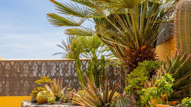 A garden with various cacti and succulents, a palm tree, and a stone wall. - VILLA BELLA LUCIA 2 "heated pool, wifi, barbecue, tv satelite (Corralejo)