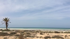 Una playa con poca vegetación y una sola palmera.