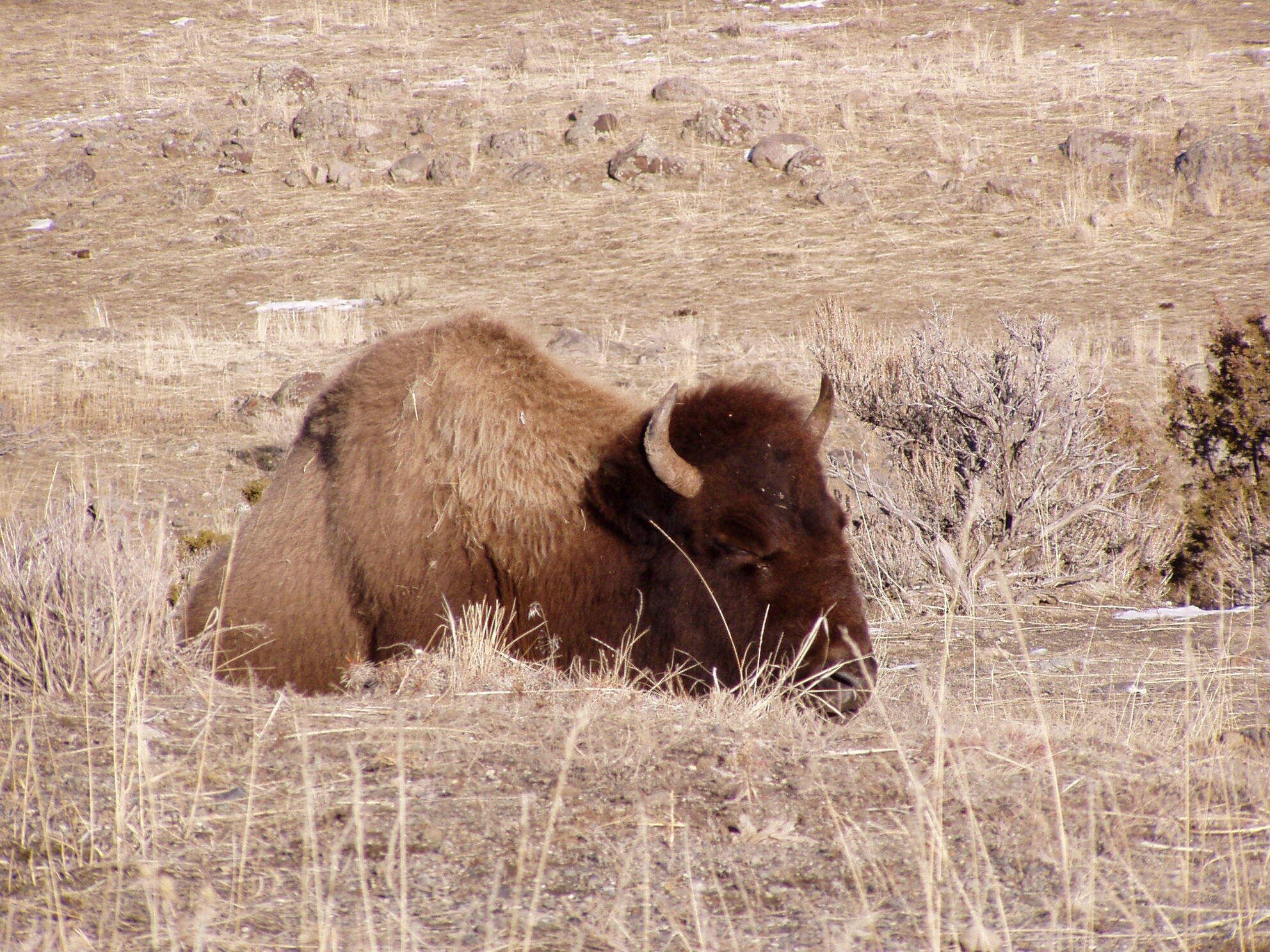 Un bison dans un champ sec et herbeux, où la végétation est clairsemée et où l’on trouve quelques rochers épars.