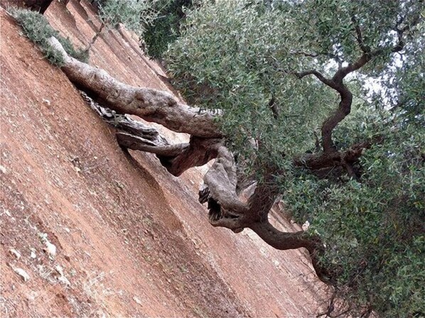 Un árbol con un tronco retorcido en una ladera rocosa.