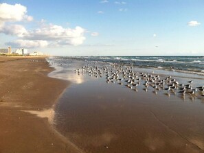 Una playa con una gran bandada de aves en la arena, cerca de la orilla.