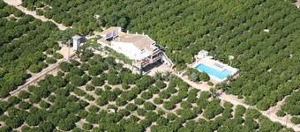 rural farmhouse located in an orange farm itself