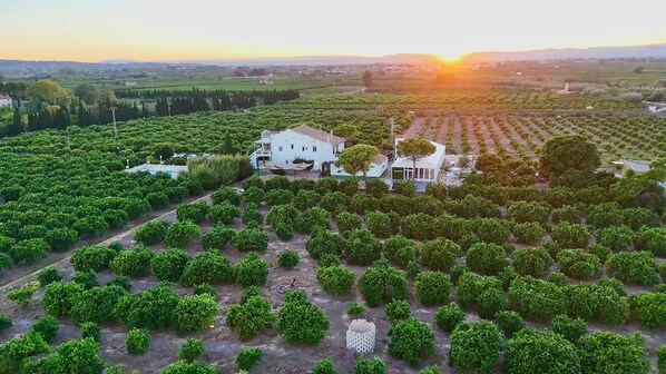 An aerial view of a vineyard with rows of green plants and a white building with a balcony.