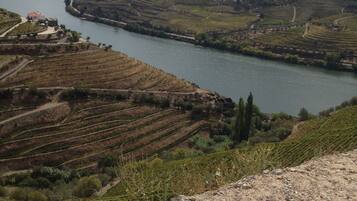 A vineyard landscape with terraced fields and a river.