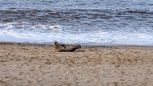 Uma foca numa praia de areia, com ondas ao fundo.