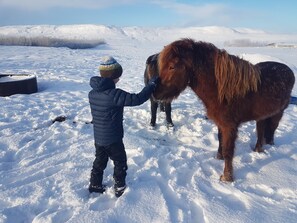 A person interacting with a horse in a snowy field.