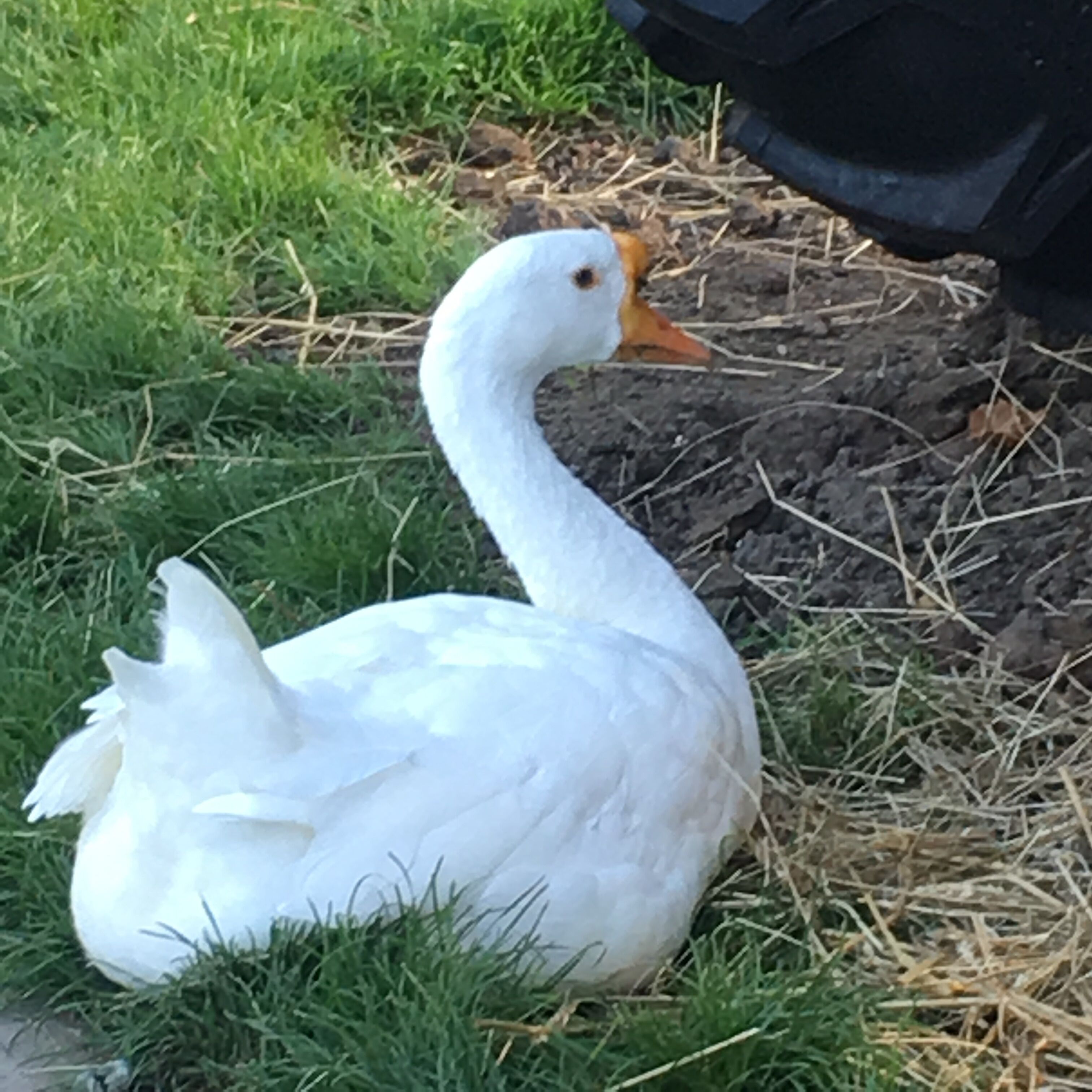 Une oie blanche au bec et aux pattes orange, reposant sur l’herbe, près d’un objet noir.