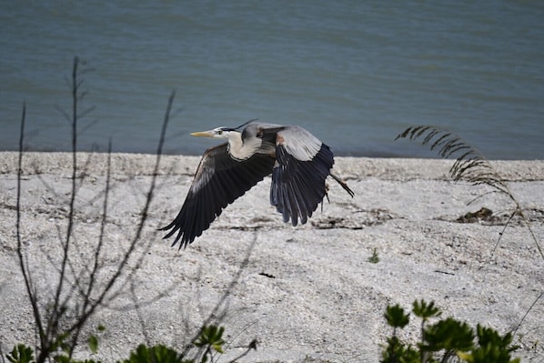 A bird in flight over a sandy area with sparse vegetation.