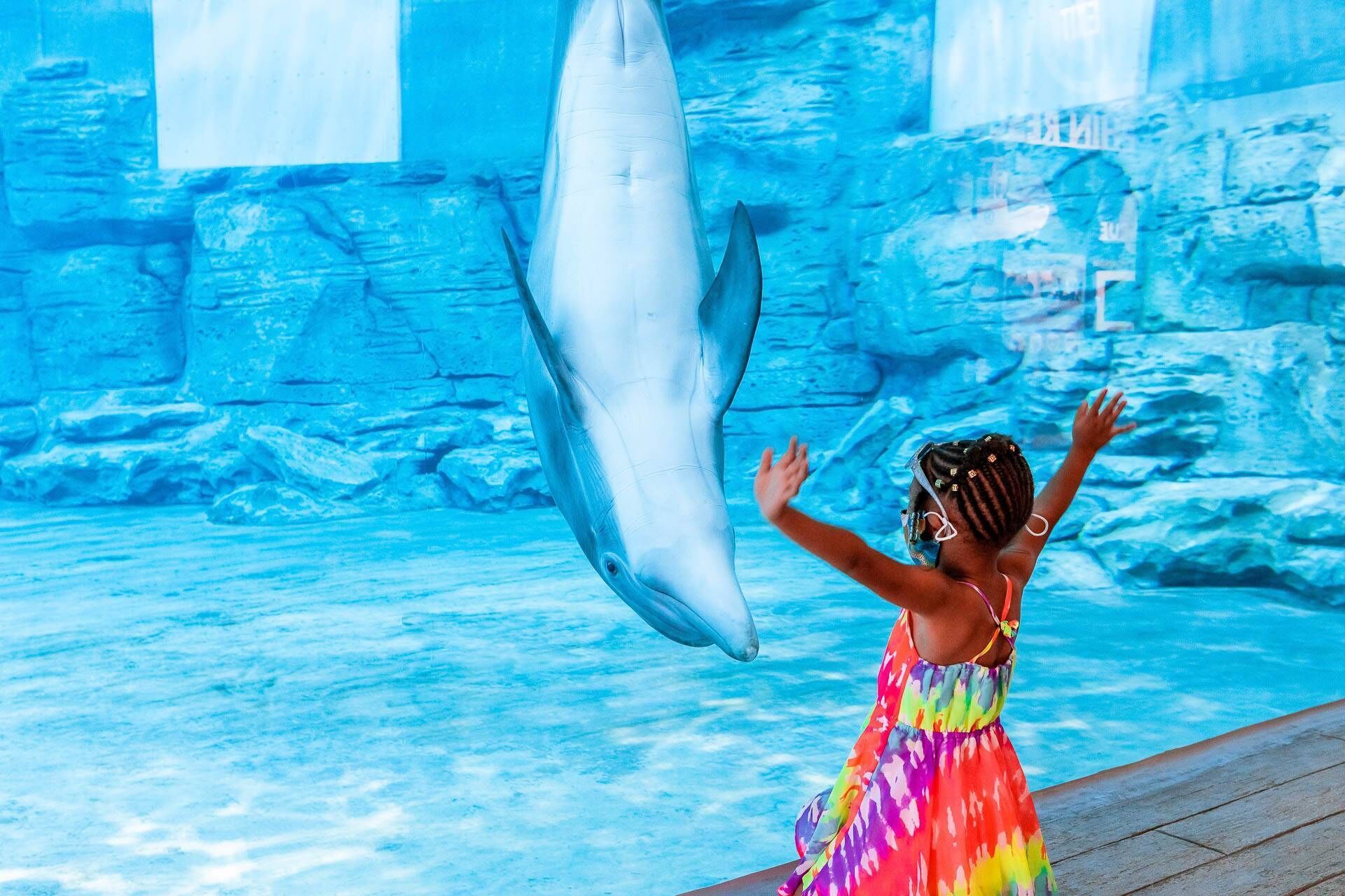 A dolphin performing in a pool with a rocky wall background.