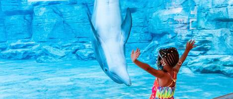 A dolphin performing in a pool with a rocky wall background.