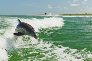 A dolphin leaping out of the water with a boat and a distant shoreline in the background.