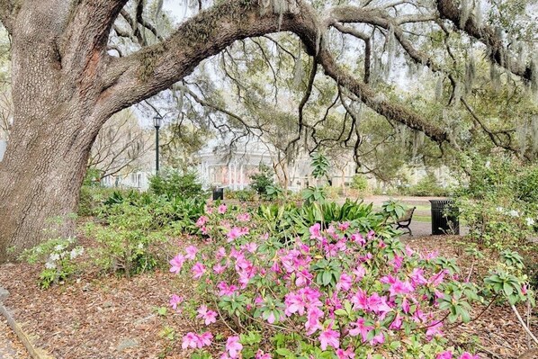 A large tree with sprawling branches and pink flowers in the foreground.