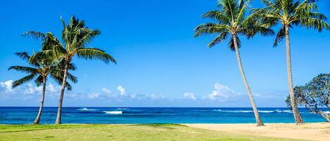 Ein Strand mit Palmen und dem Meer.