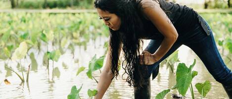 Une personne penchée dans une zone inondée, au milieu de plantes aquatiques.