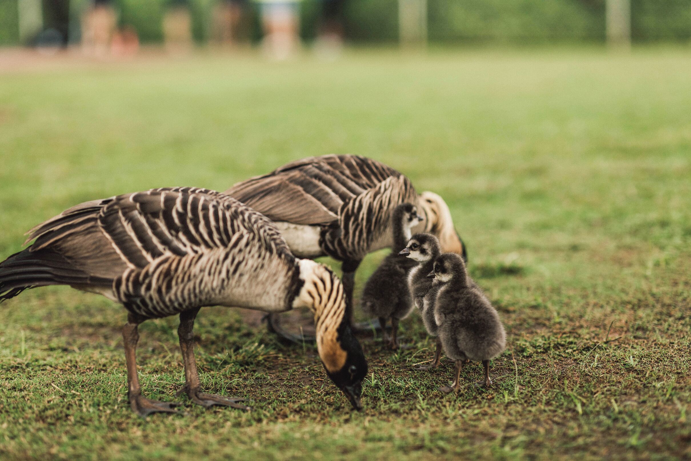 A goose with its goslings on a grassy field.