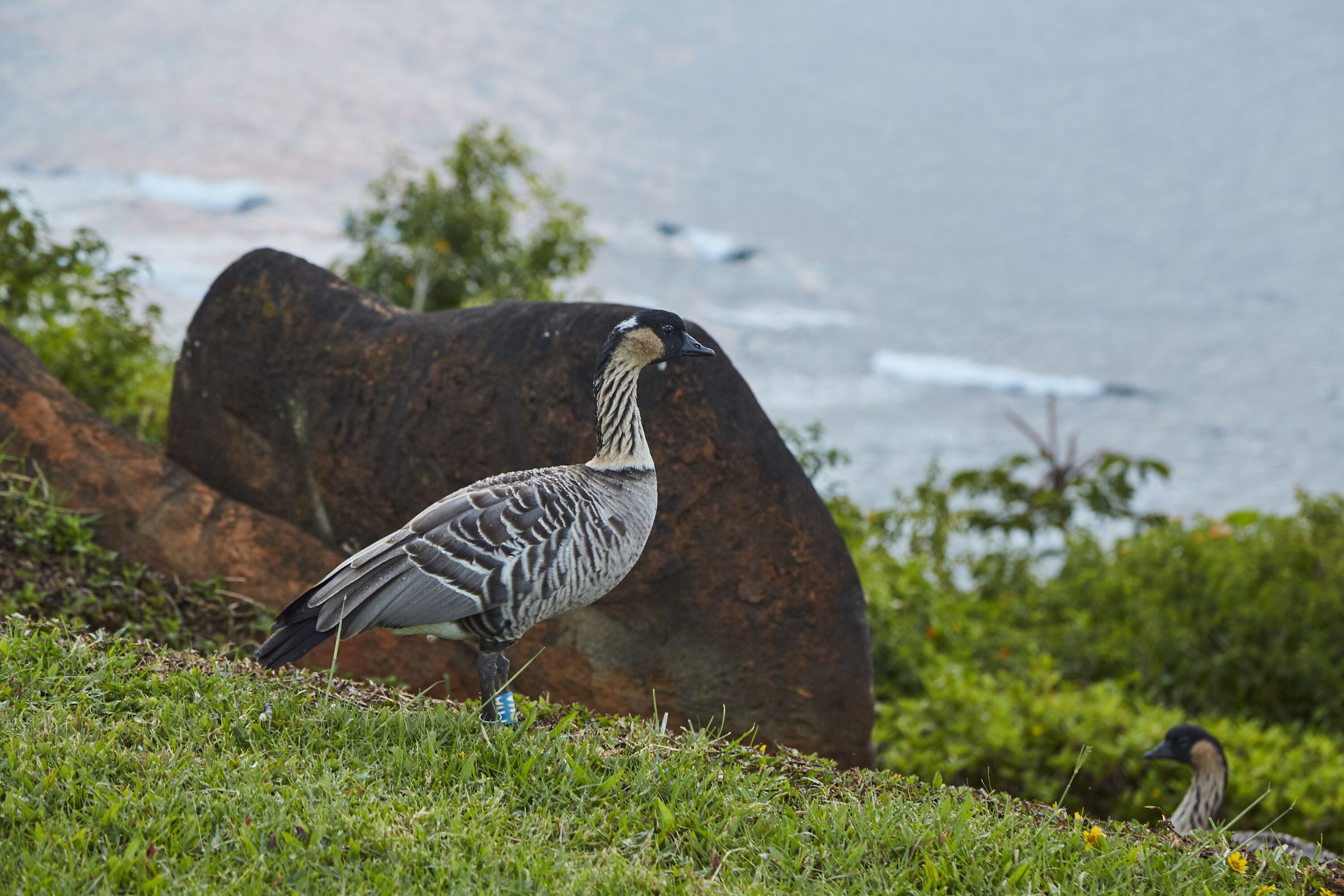 A bird on grass near a large rock and water.