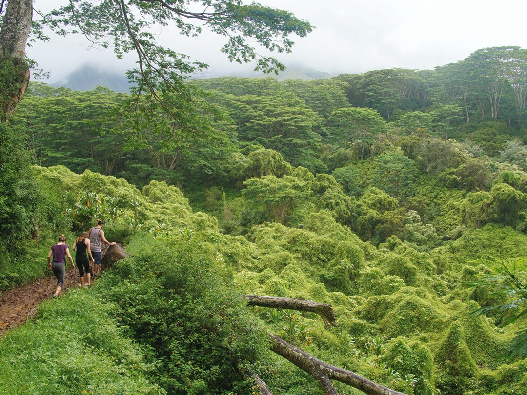 Un bosque frondoso y denso, con un grupo de personas caminando por un sendero estrecho.