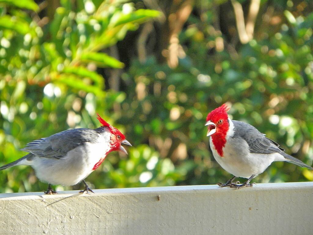 Zwei Vögel mit roten Haubenkämmen auf einer weißen Balustrade, im Hintergrund Grünpflanzen.