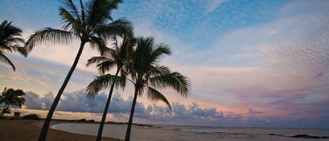 A beach with palm trees and a wooden bench.