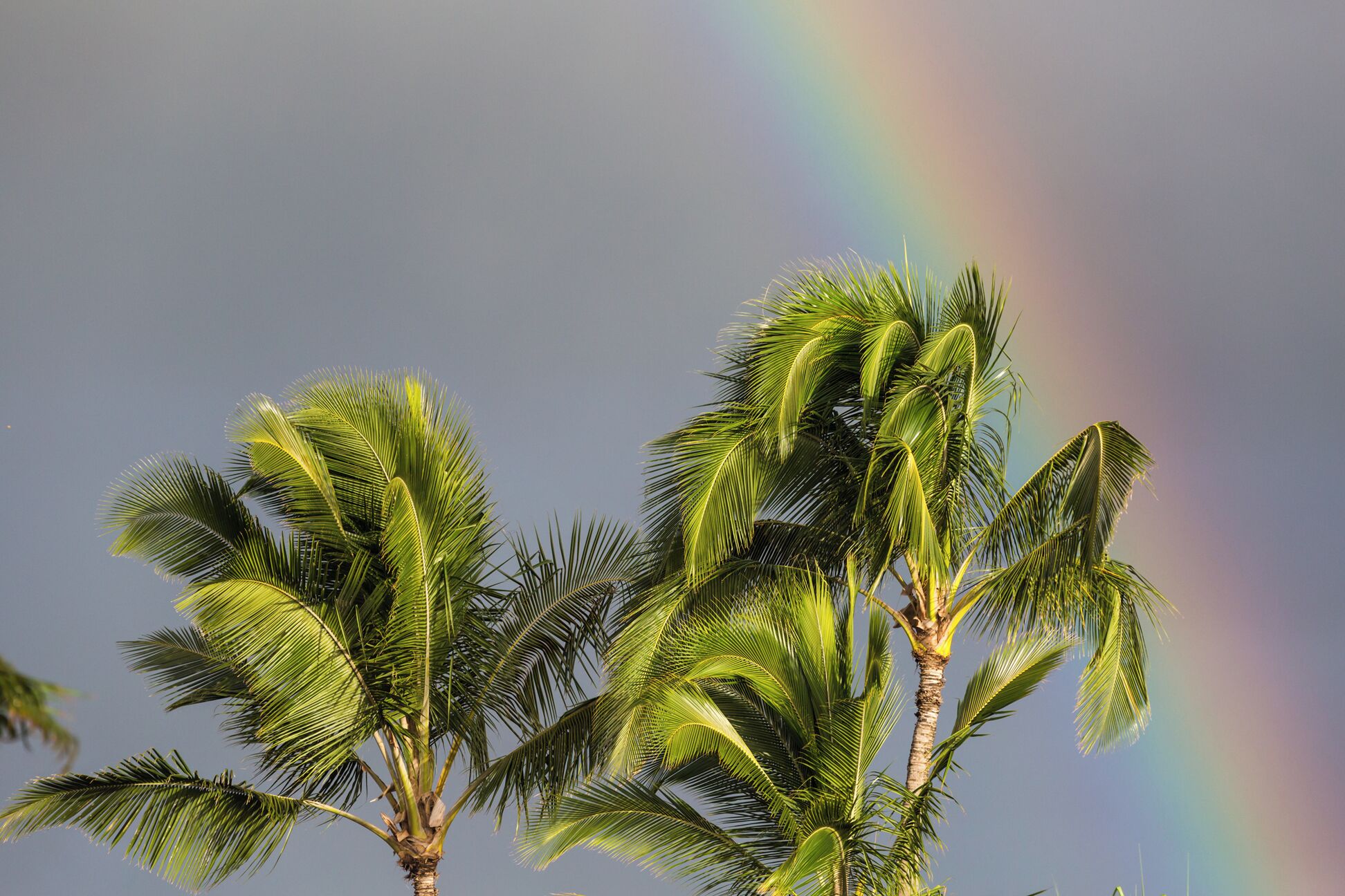 A palm tree with a rainbow in the background.