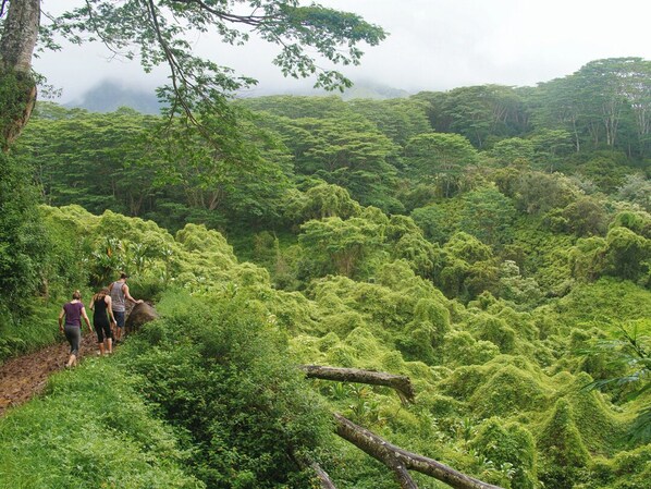 A lush, dense forest with a group of people walking on a narrow path. - Pane Road Hale, Quaint & updated for your comfort (Poipu)